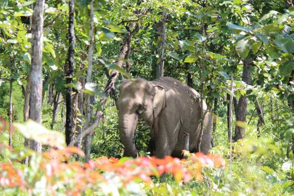 Adventure World Unveils Ethical Vietnam Elephant Journey