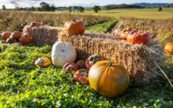 Autumn Frights Give Way to Winter Delights