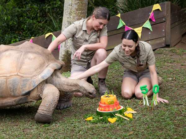 Shell Yeah! Australia Zoo’s Goliath Turns 50!