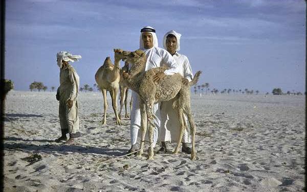 Zayed National Museum Unpacks 7,000 Years of Camel History