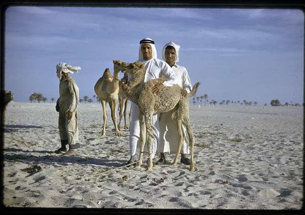 Zayed National Museum Unpacks 7,000 Years of Camel History