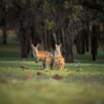 World Kangaroo Day: Australia’s Icon Hops Into Spotlight