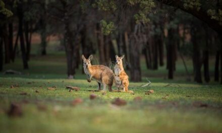 World Kangaroo Day: Australia’s Icon Hops Into Spotlight