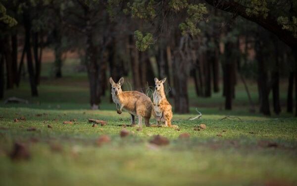 World Kangaroo Day: Australia’s Icon Hops Into Spotlight