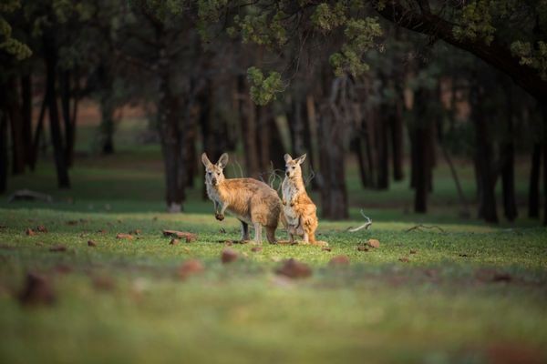 World Kangaroo Day: Australia’s Icon Hops Into Spotlight