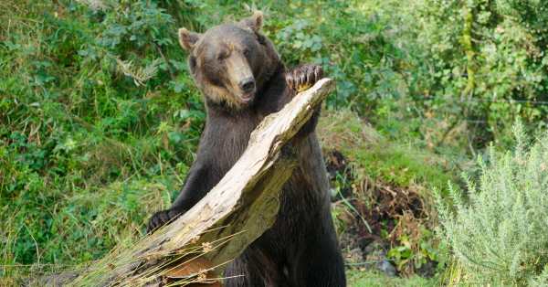 Etihad Cargo Gives Two Rescued Bears a New Lease on Life