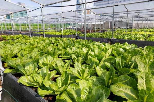 Centara Grand Bangkok Takes Farm-to-Table to New Heights