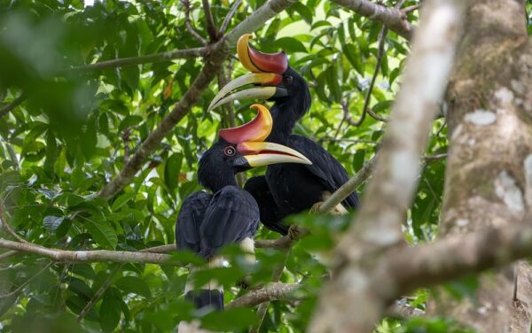 Sarawak Steals the Spotlight at WTM London 2026!