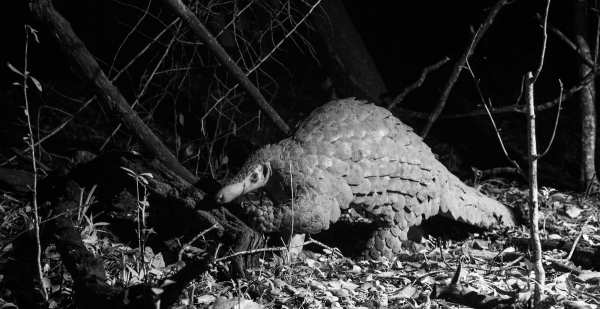 Wilderness Trust Rallies to Save Kenya’s Rare Pangolins